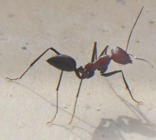 Cataglyphis (bicolor)