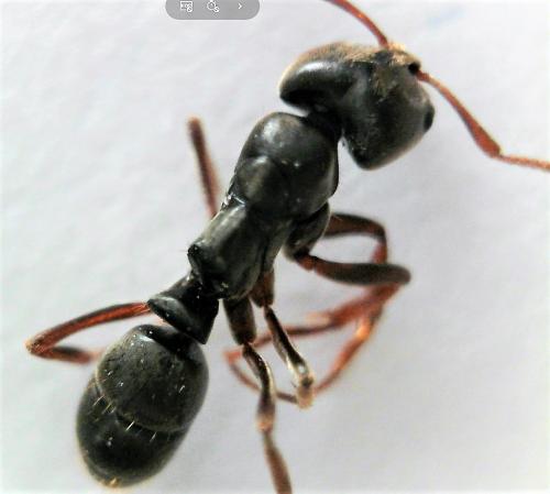 Brachyponera sennaarensis