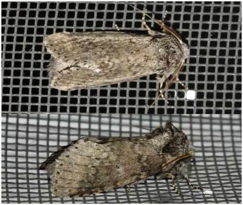 Réf. 222 225 : Lochmaeus manteo