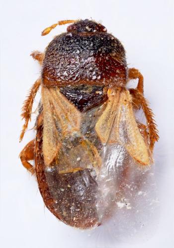 Blissus hirtulus