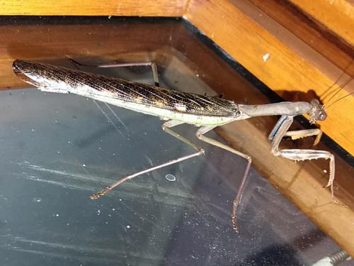 Réf. 222 359 : Polyspilota marginata
