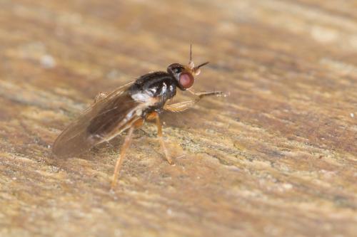 Elachiptera sp.