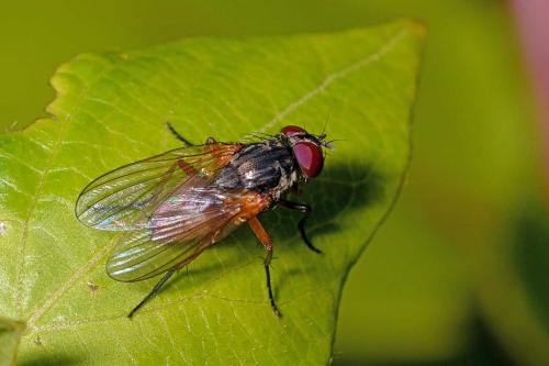 Fannia lustrator