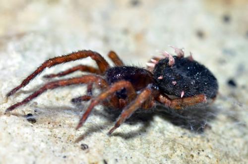 Amaurobius sp.