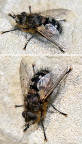 Panzeria puparum