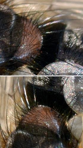 Panzeria puparum