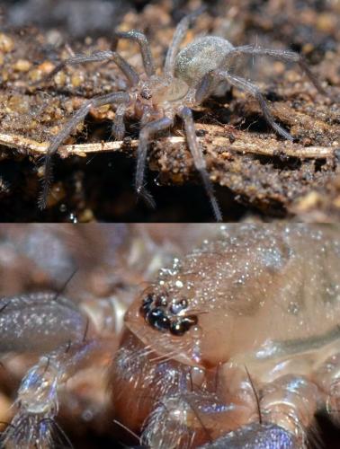Eratigena agrestis