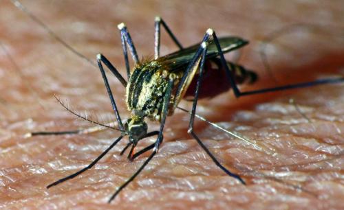 Réf. 222 785 : Aedes geniculatus
