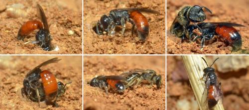 Sphecodes sp.