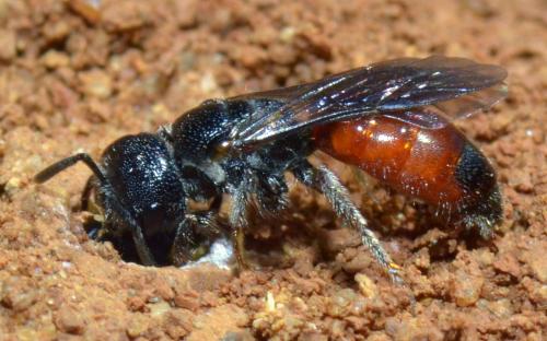 Réf. 222 804 : Sphecodes sp.