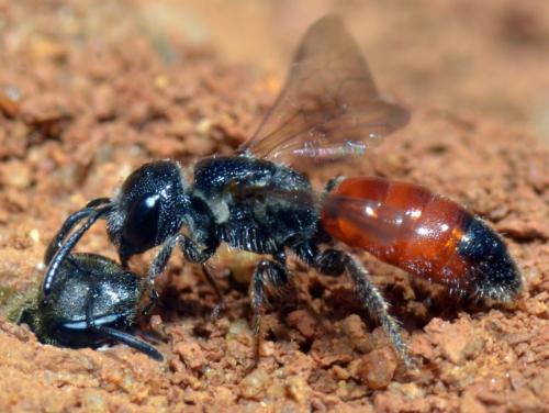 Réf. 222 805 : Sphecodes sp.