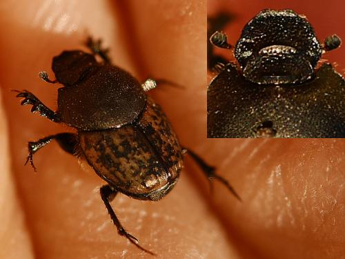 Onthophagus opacicollis