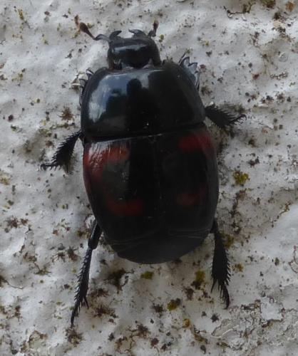 Hister quadrimaculatus