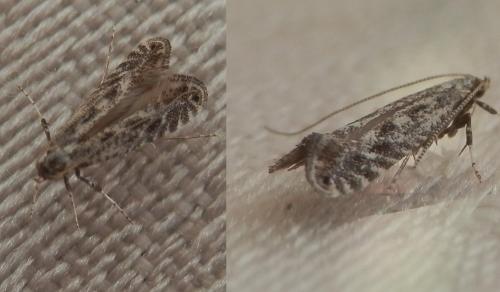 Parornix devoniella