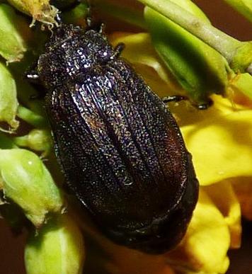 Galeruca pomonae