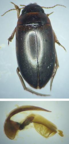 Liopterus haemorrhoidalis