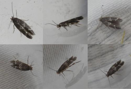Mompha subbistrigella