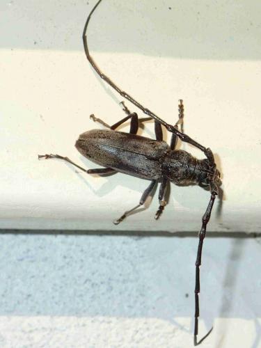 Diorthus cinereus