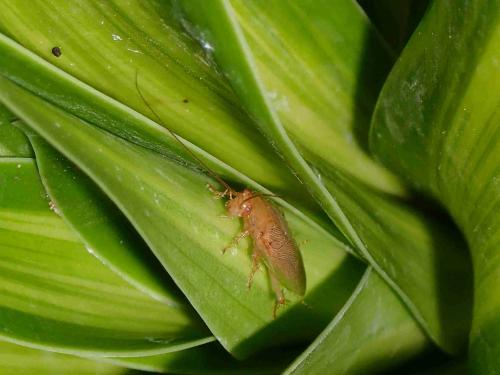 Réf. 222 528 : Megamareta sp.