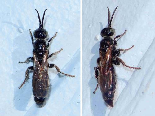 Réf. 222 592 : Tiphia sp.