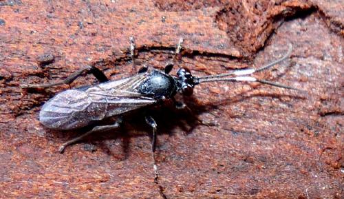Réf. 222 017 : Syspasis albiguttata