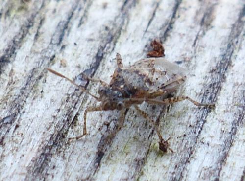 Brachycarenus tigrinus