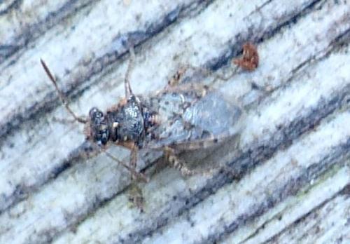 Brachycarenus tigrinus