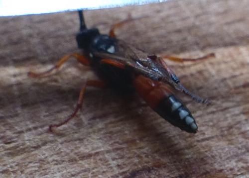 Diphyus raptorius