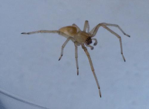 Réf. 222 198 : Cheiracanthium mildei