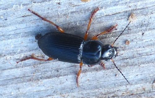 Anisodactylus binotatus