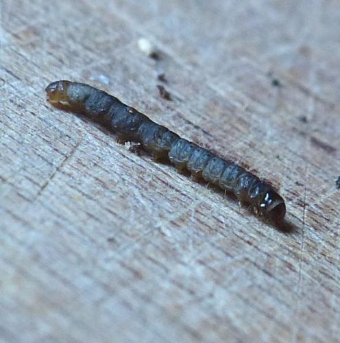 Réf. 222 277 : Archips xylosteana