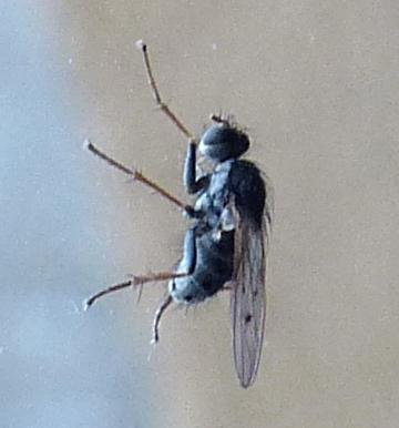 Lispocephala sp.