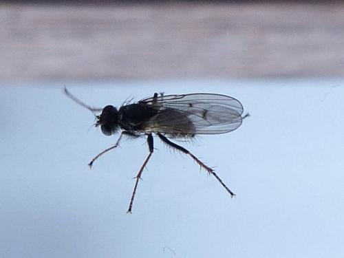 Lispocephala sp.