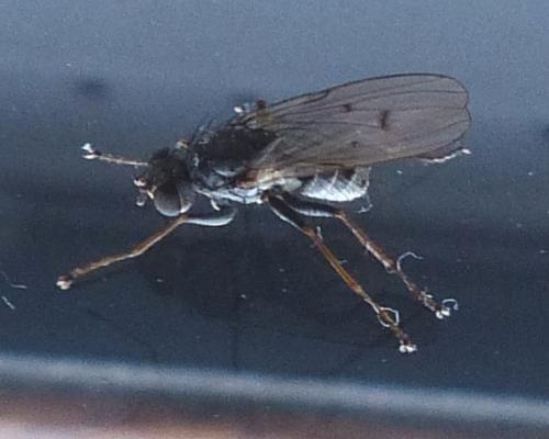 Lispocephala sp.
