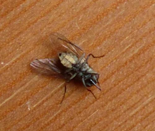 Stomoxys calcitrans
