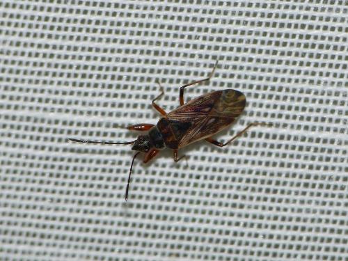 Réf. 222 410 : Pachybrachius fracticollis