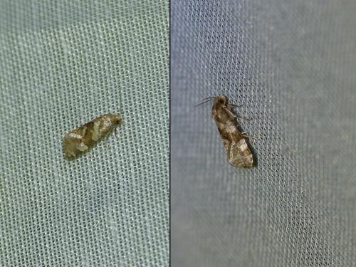 Cochylini