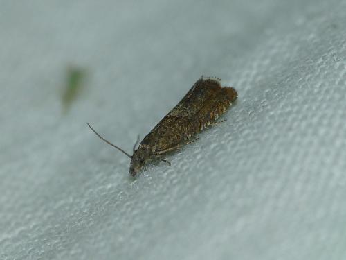 Réf. 222 328 : Dichrorampha sp.