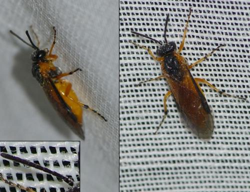 Réf. 222 330 : Athalia cordata