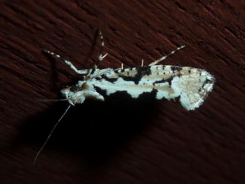 Réf. 222 977 : Ypsolopha sequella