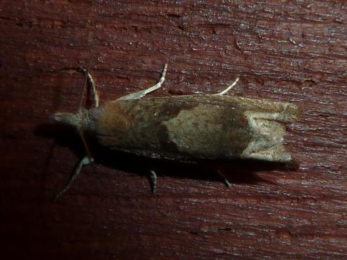 Réf. 222 979 : Eucosma conterminana