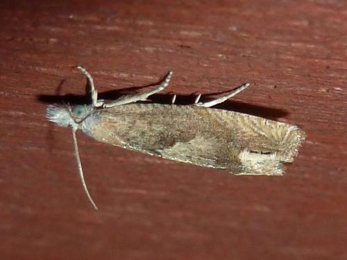 Réf. 222 980 : Eucosma conterminana