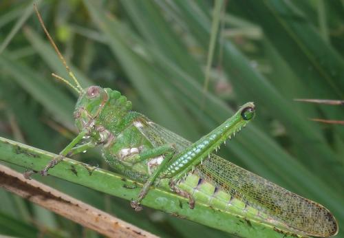 Tropidacris collaris