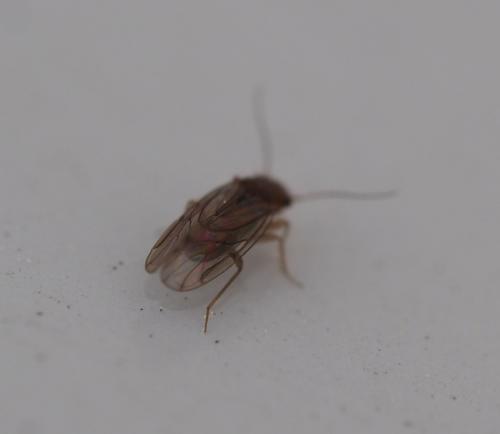 Ectopsocus sp.