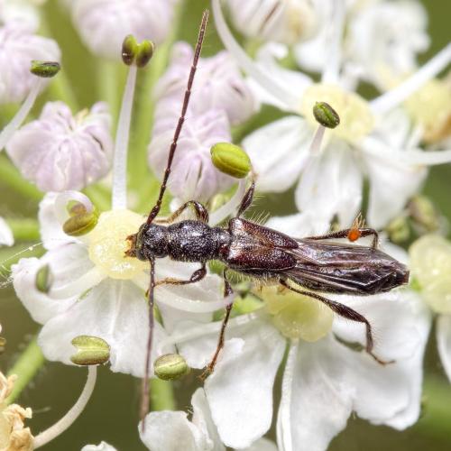 Réf. 222 974 : Glaphyra umbellatarum