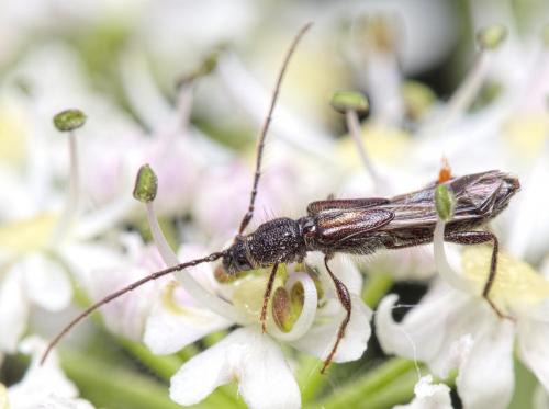 Glaphyra umbellatarum