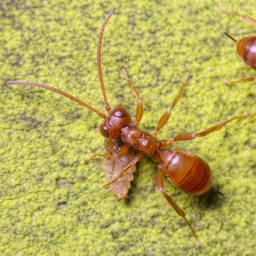 Réf. 222 888 : Gelis rufogaster