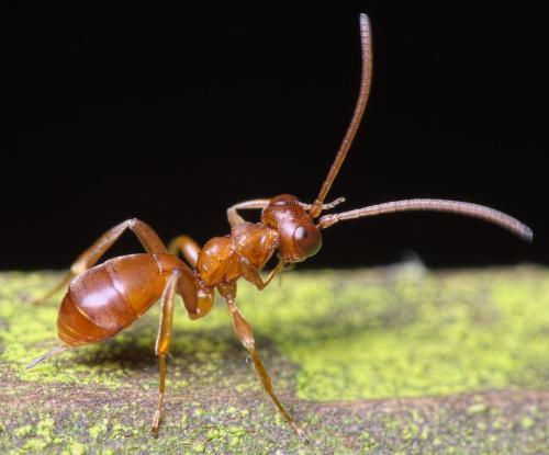 Réf. 222 889 : Gelis rufogaster