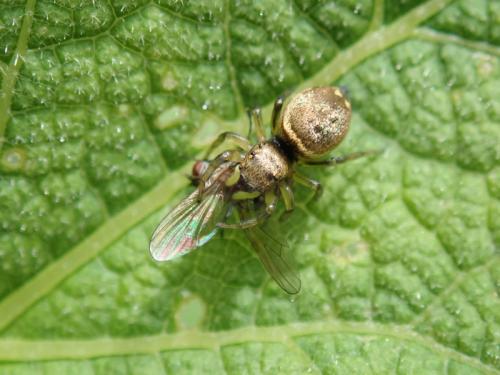 Heliophanus tribulosus