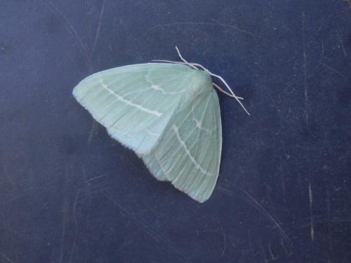 Hemistola chrysoprasaria